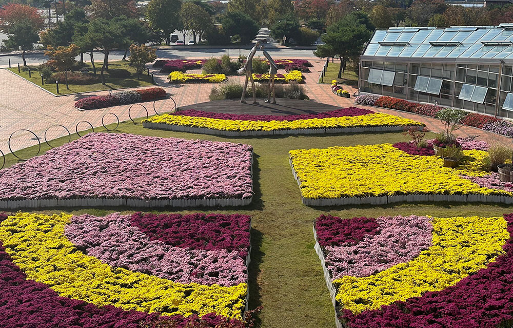 지리산 허브밸리, 가을빛에 물든 국화...