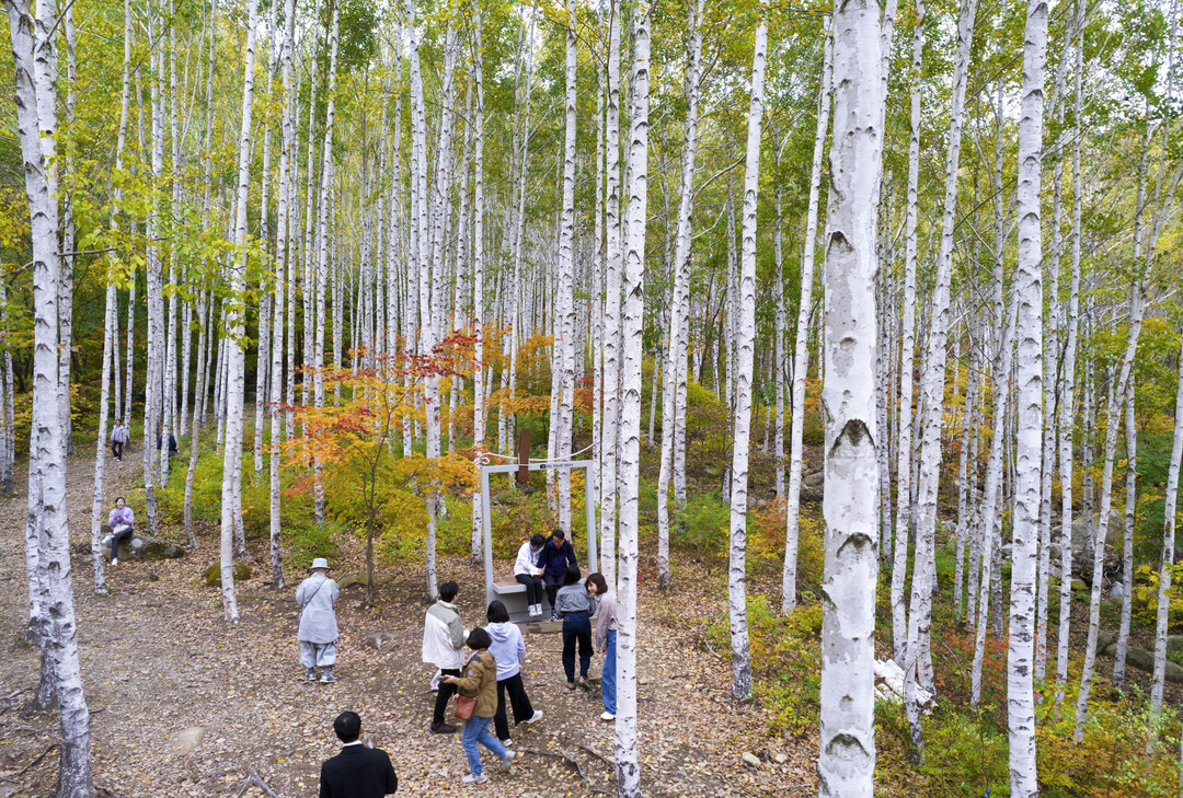 갑작스런 추위에도 ‘영양 자작나무 숲...