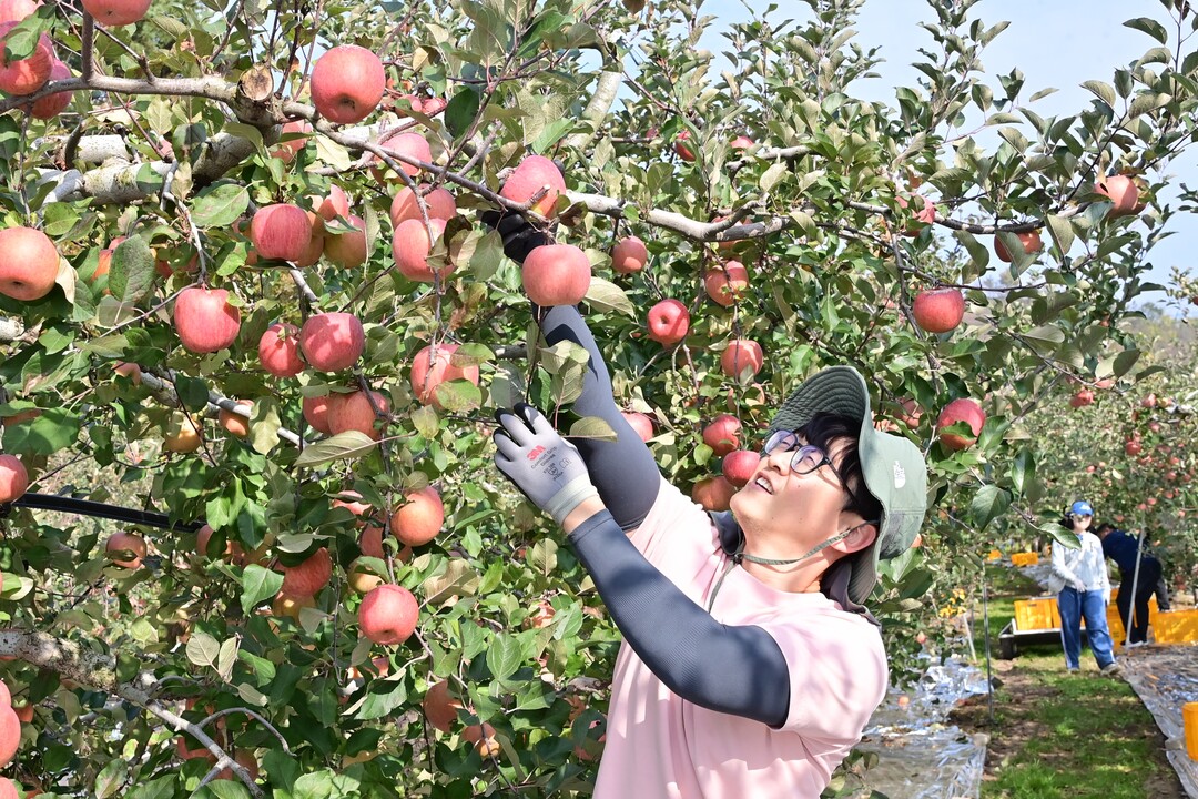 경북 청송, 가을철 농촌일손돕기 추진...