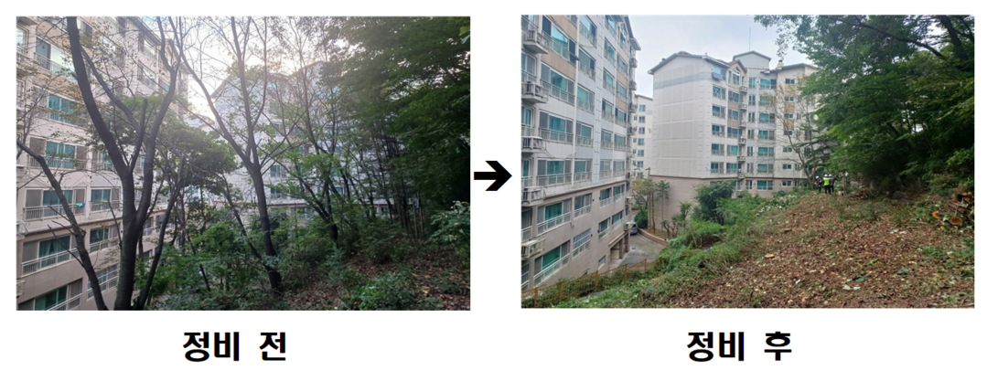 동작구, 생활권 주변 위험 수목 정비...