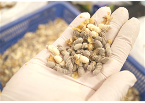 고령층, ‘수벌번데기 분말’ 섭취 시...