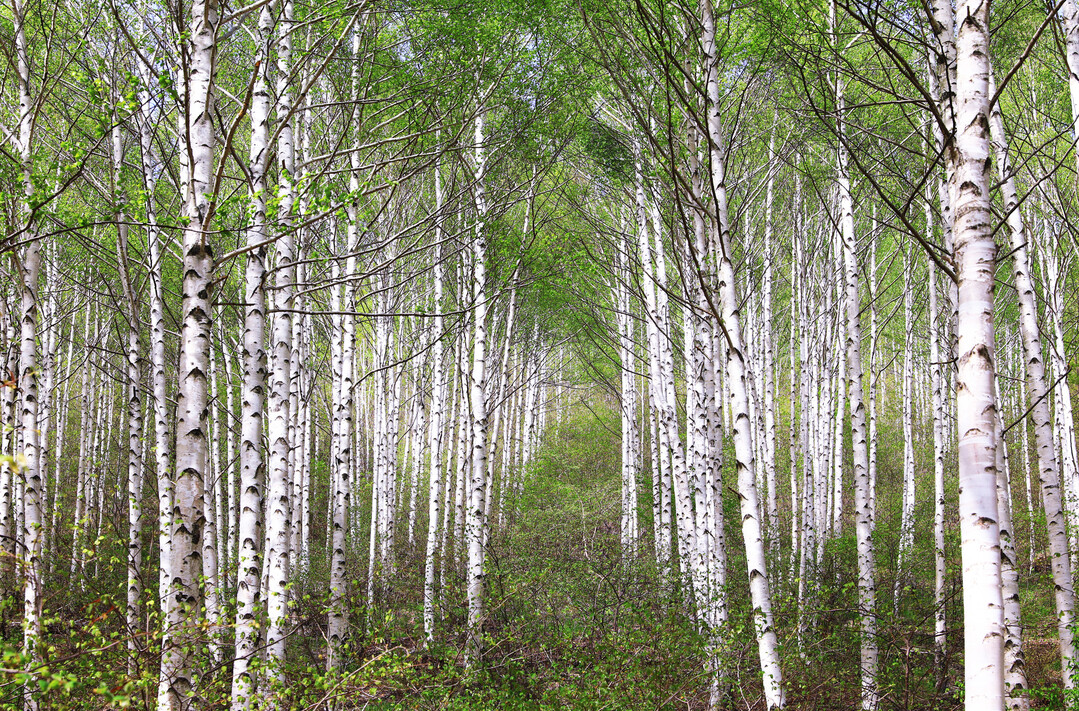 국립 영양 자작누리 치유의 숲 유치 ...
