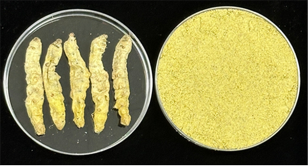 단백질 풍부한 ‘홍잠’, 체중 감소 ...