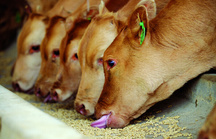 한우 유전 다양성 높인다…농진청, 국...