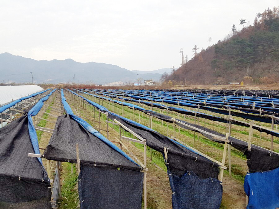 농협경제지주-11개 인삼농협, 겨울철...