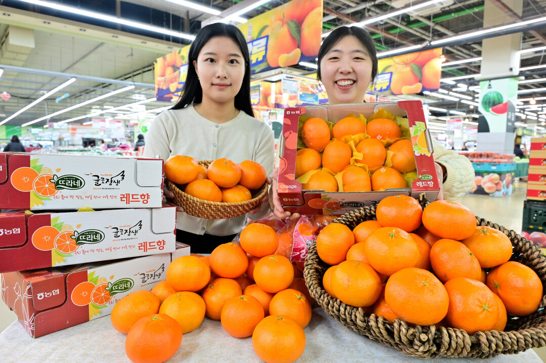 [포토] 농협유통 하나로마트, 레드향 올해 첫 판매!