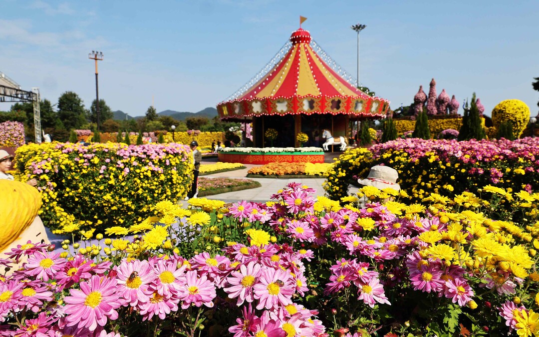 함평 대한민국 국향대전, 대한민국 축...