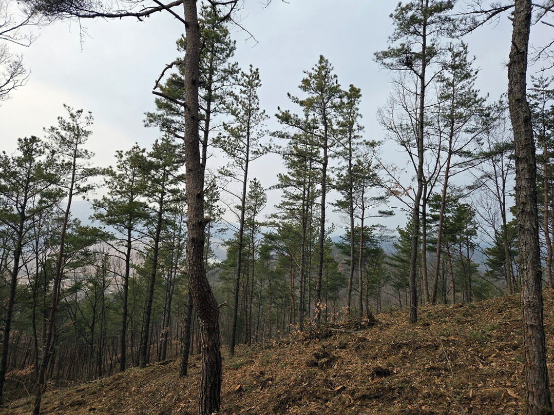 안동시 확산 빠른 재선충병에 방제사업...