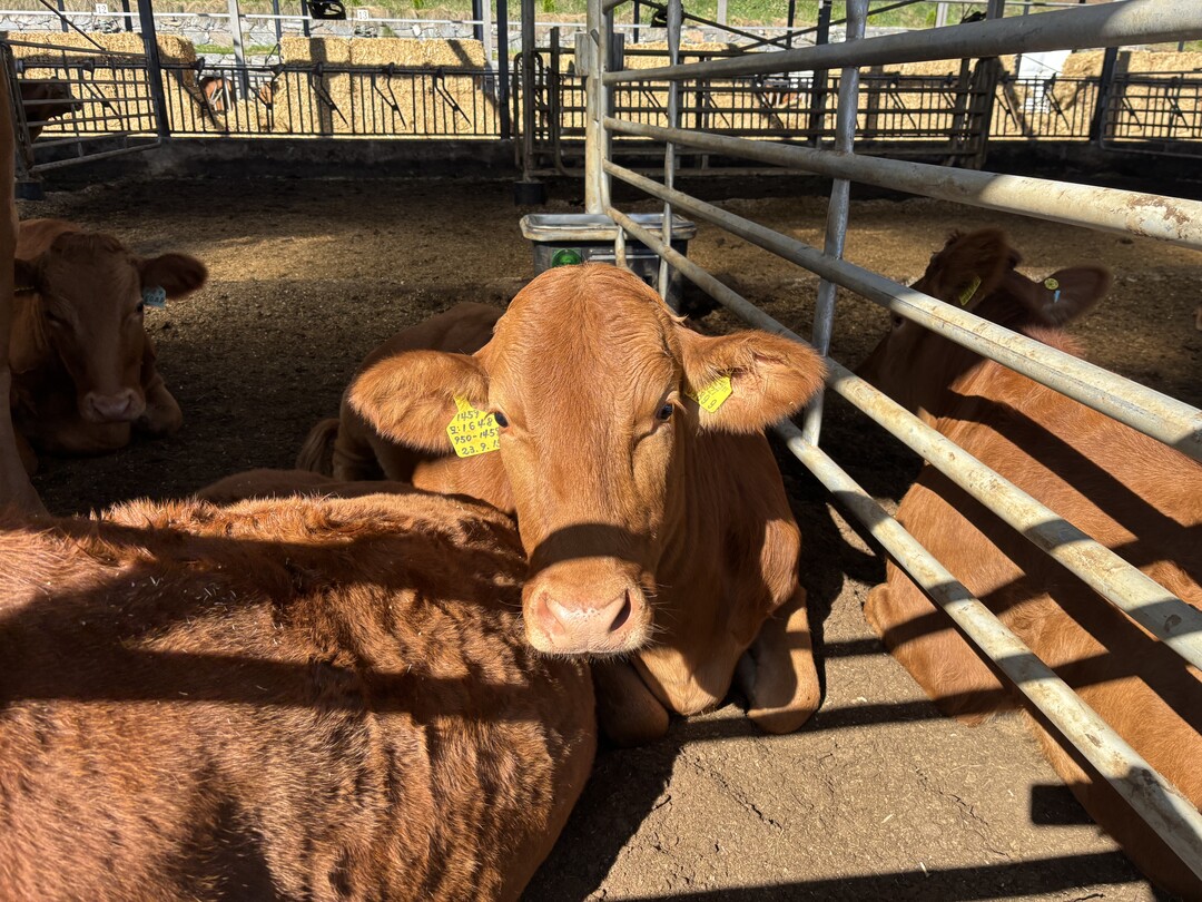 남원시, 66억 투입 축산악취 개선 ...