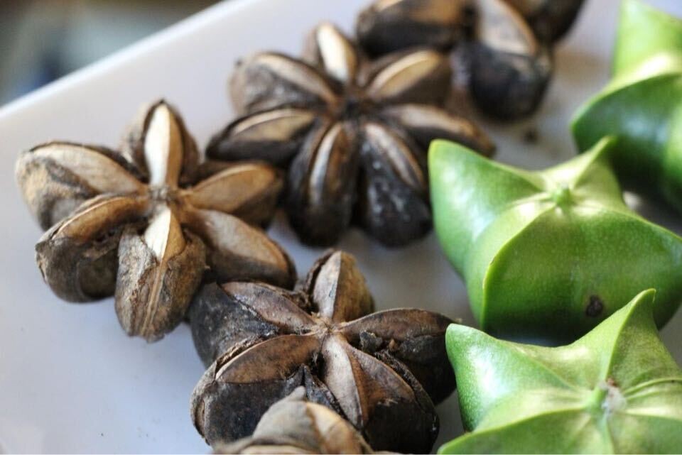 ‘두쫀쿠’ 다음은 ‘사쫀에’?…콜롬비아에 뜬 코이카 ‘사차인치 쫀득 에너지바’