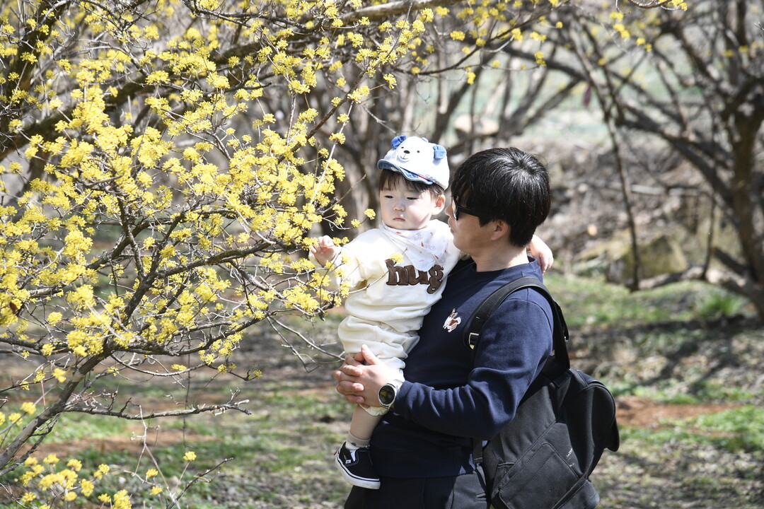 봄이 오면 꽃길 되는 도시…산수유·벚꽃·철쭉 이어지는 남원의 봄