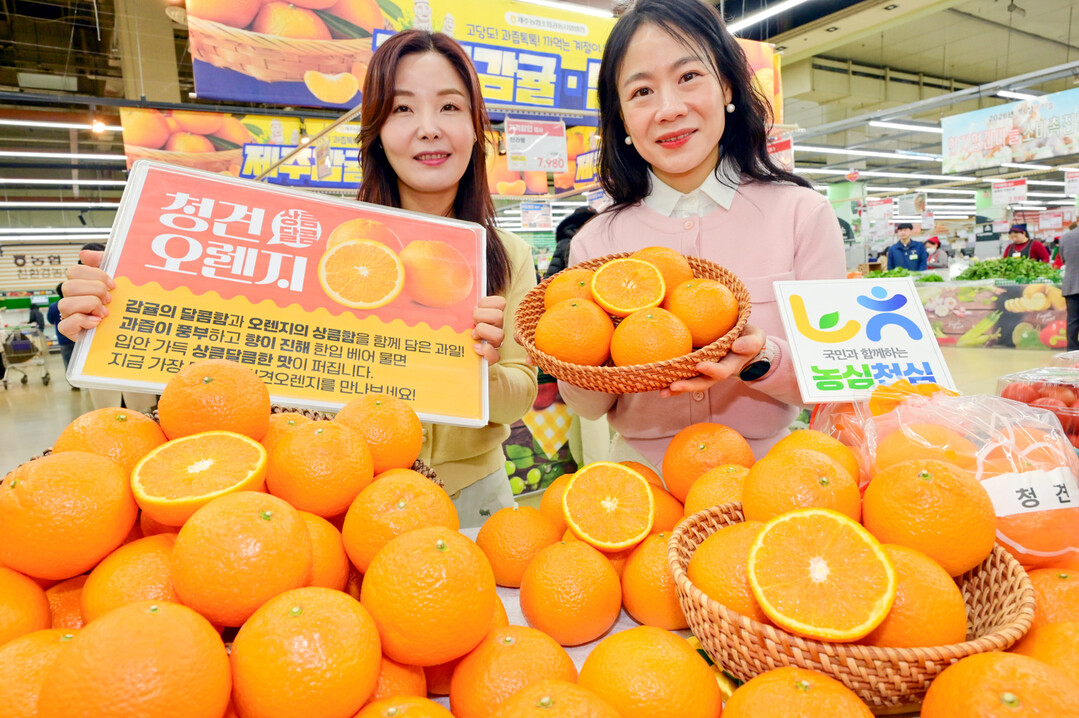 [포토] 국내산 청견 오렌지의 시원하고 새콤달콤한 과즙 맛보세요!