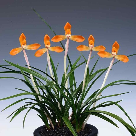 화순은 난 향기로 가득, 제8회 난명품 박람회 1000 여점 출품