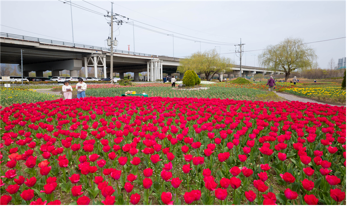 부산 화명생태공원, 7만 송이 튤립으...