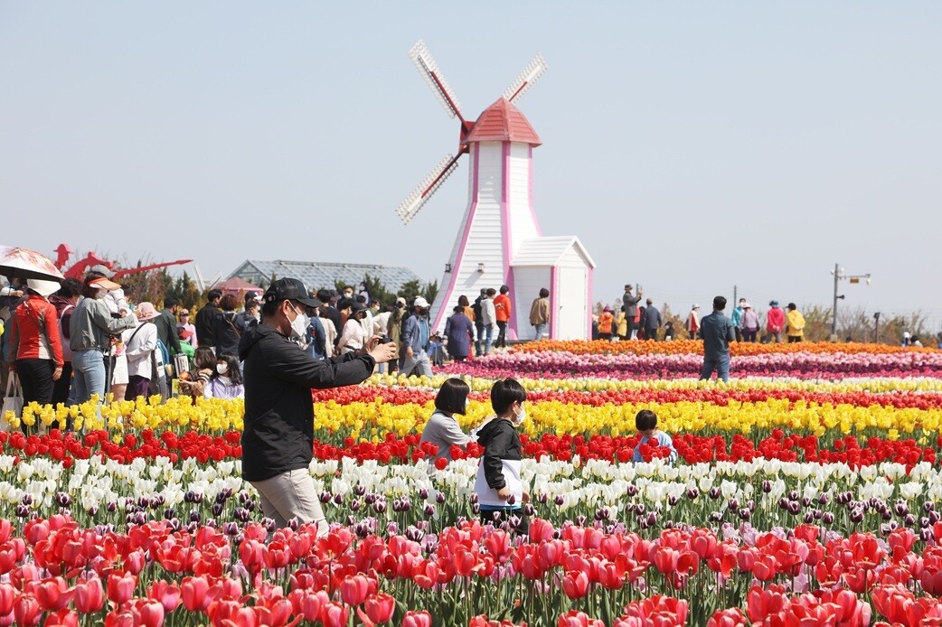 신안군, 제16회 섬 튤립축제 개막