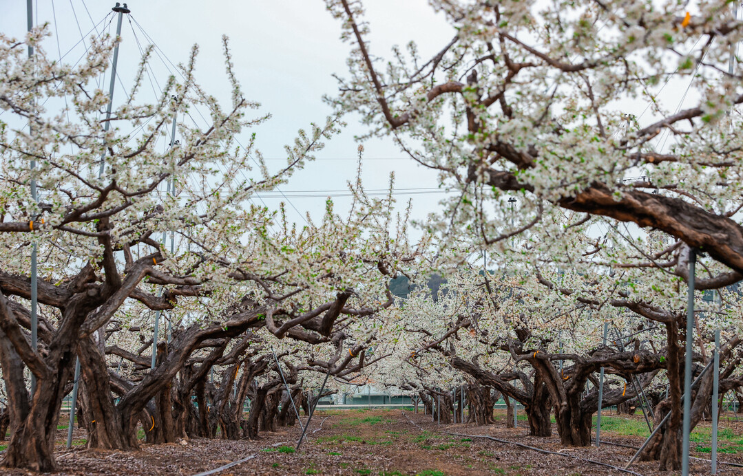 의성 자두꽃 만개…봄 정취 물든 ‘전...