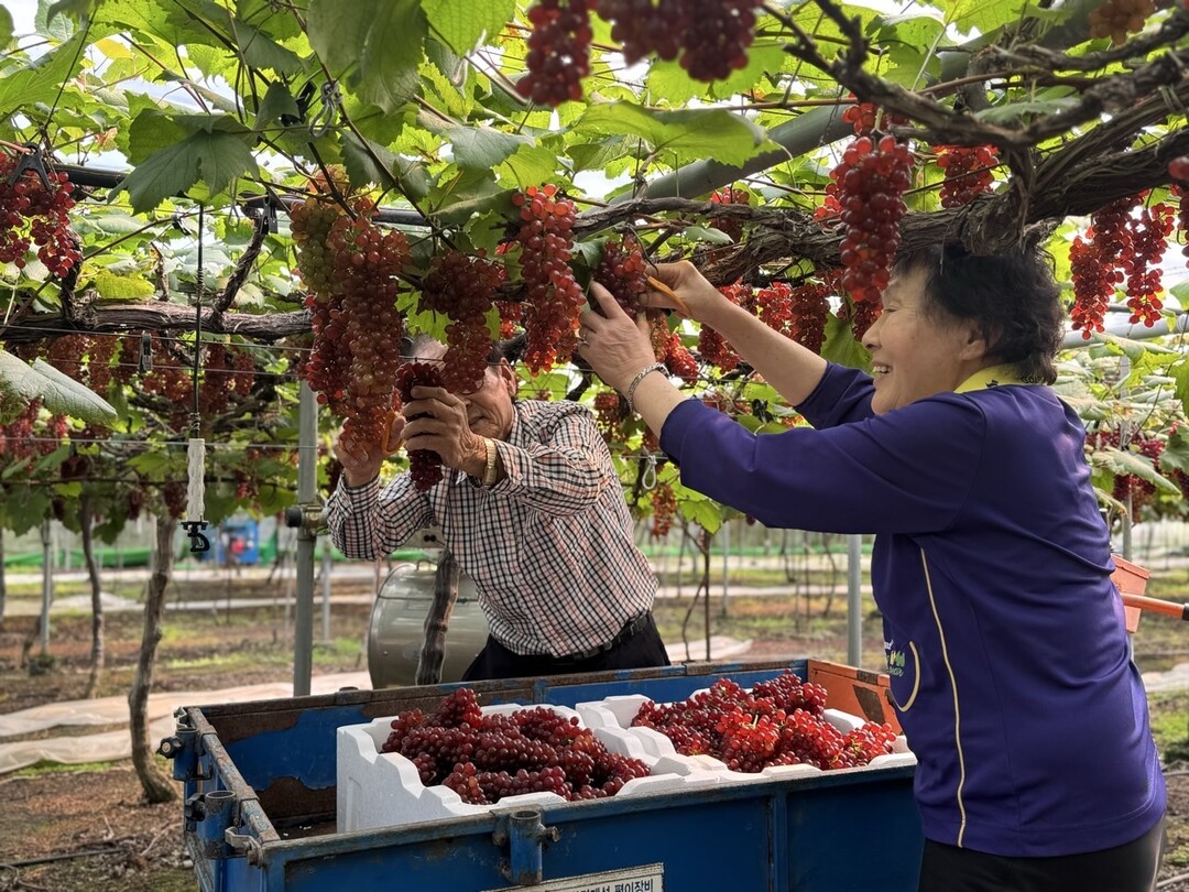 대전 조기가온 농업 성과 본격화…씨없...