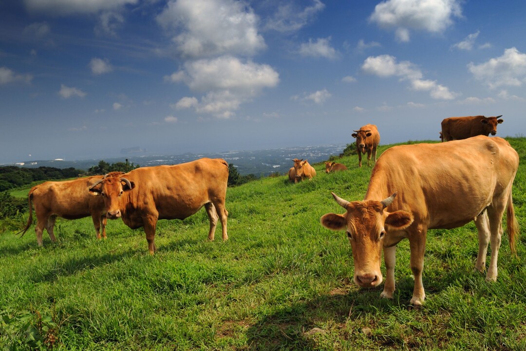 지구의 날, 한우로 실천하는 저탄소 ...